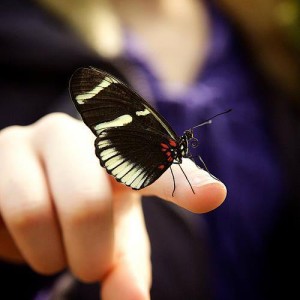 papillon sur un doigt
